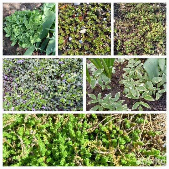 Пахиподиум, Опунция Суккуленты