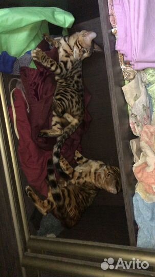 Бенгальский кот