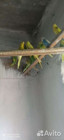 Попугай Розелла и волнистые