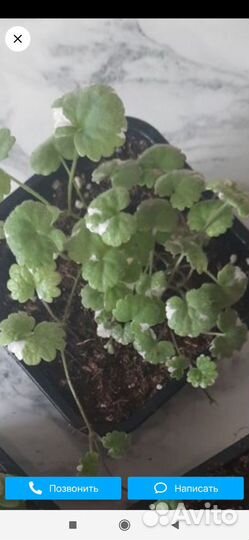 Многолетние цветы