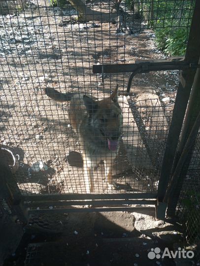 Бельгийская овчарка-малинуа