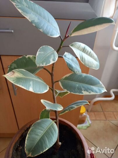 Фикус мраморный