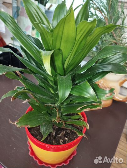 Драцена Джанет Крейг