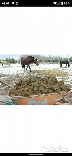 Конский навоз