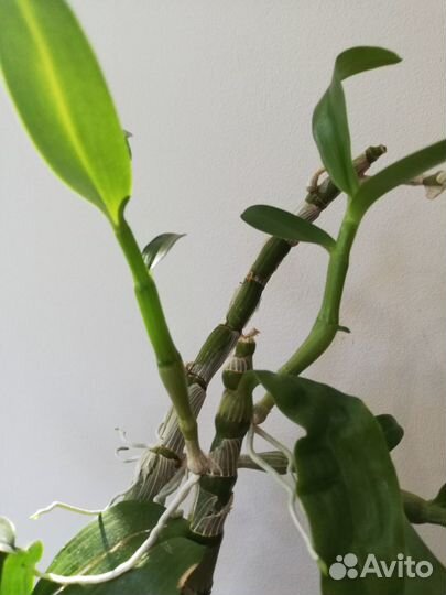 Орхидея Дендробиум белая