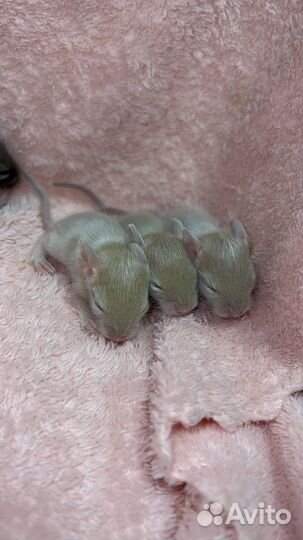 Дегу, чилийская белка из питомника