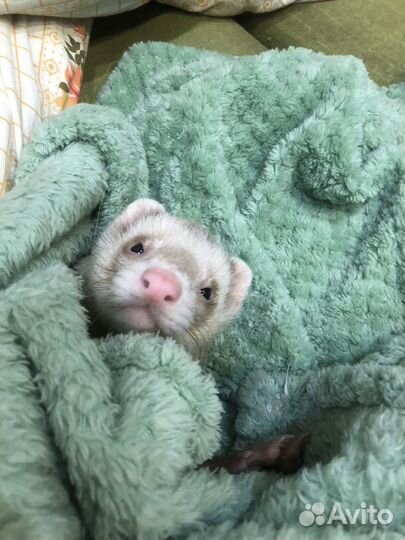 Хорьки с клеткой