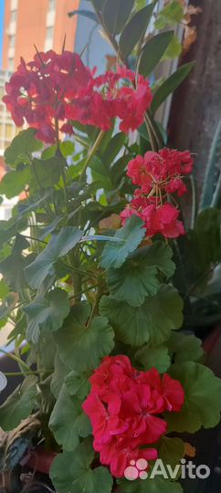 Комнатные растения