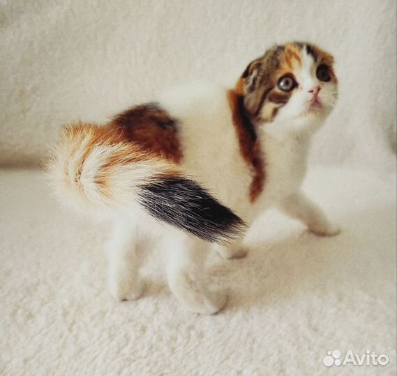 Кошечка черепашка