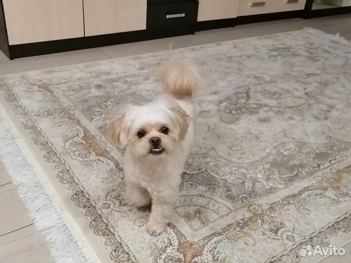 Вязка Пикапу