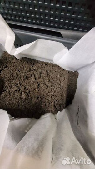 Черви для рыбалки дендробена