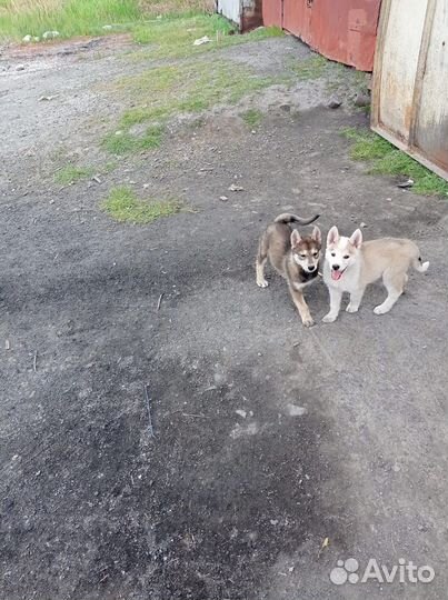 Щенки западно сибирской лайки