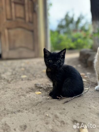 Котята в добрые руки бесплатно