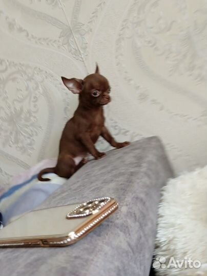 Мини чихуахуа