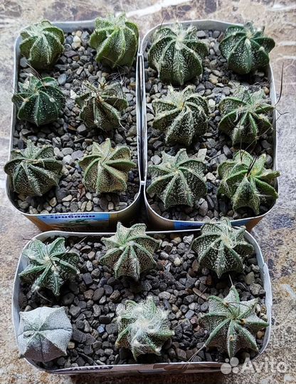 Кактусы часть 1