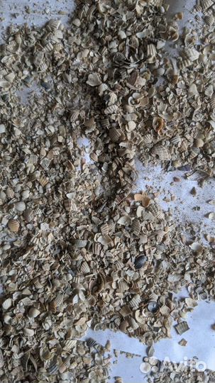 Ракушка кормовая