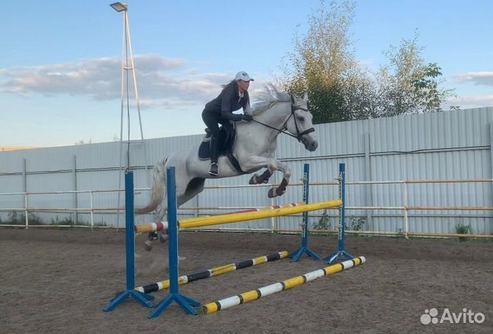 Аренда/продажа/обмен/иппотерапия. Мск