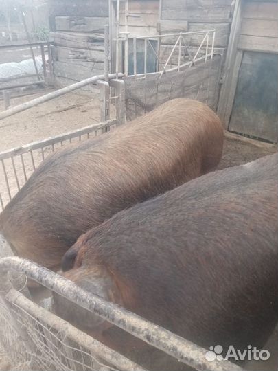 Чистокровные Дюроки Мангалица