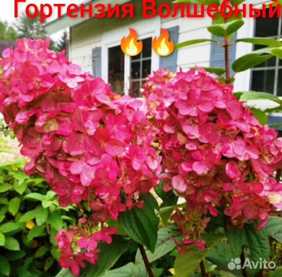 Олеандр цветущий большие кусты много другого