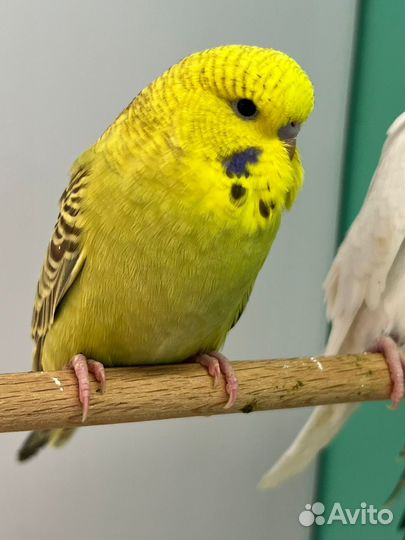 Выставочные волнистые попугаи, хагоромо