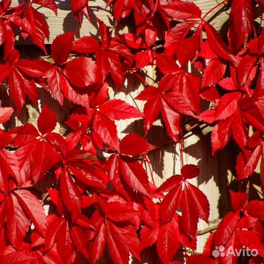 Саженцы девичий виноград