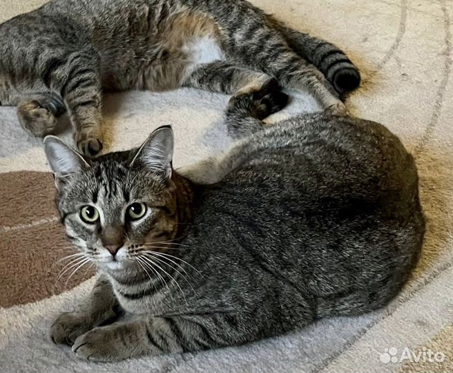 Ждем хозяина