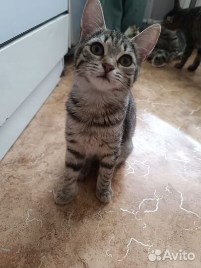 Подростки котики