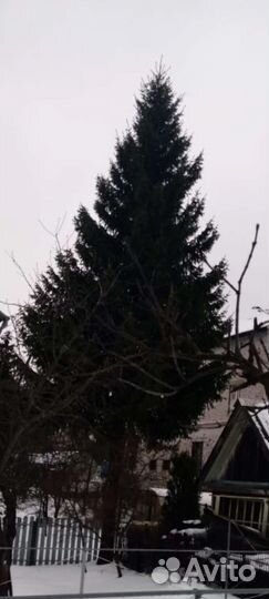 Ель живая, высокая