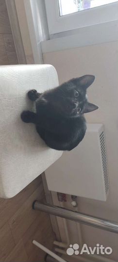 Кошка в дар бесплатно