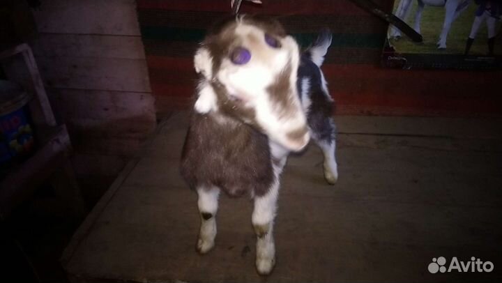 Козлята ламанча