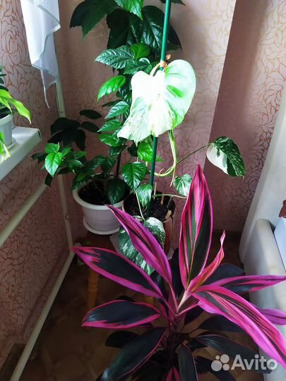 Цветы комнат., излишки после пересадки