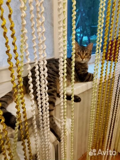 Отдам котика в добрые руки