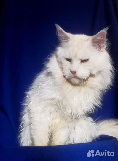 Мейн-кун шейдед вязка