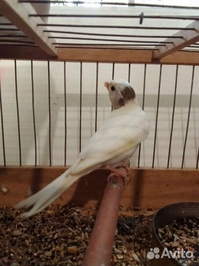 Канарейки поющие и амадины от заводчика