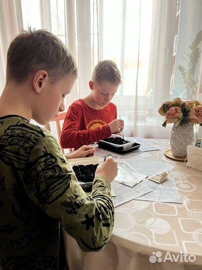 Рассада бархатцы