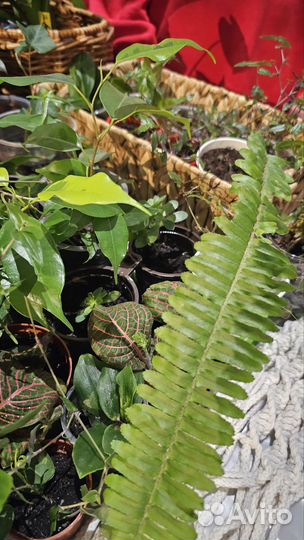 Продажа комнатных цветов