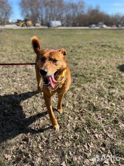 Умный и добрый пёс из приюта в дар