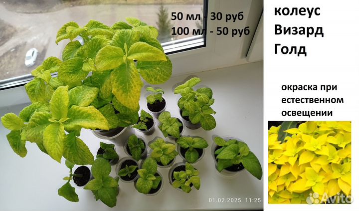 Колеус, торения