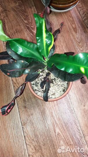 Кротон (кодиеум) мамми экселент