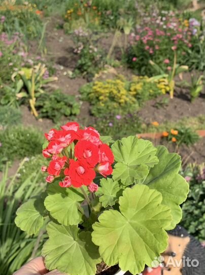 Герань пеларгония