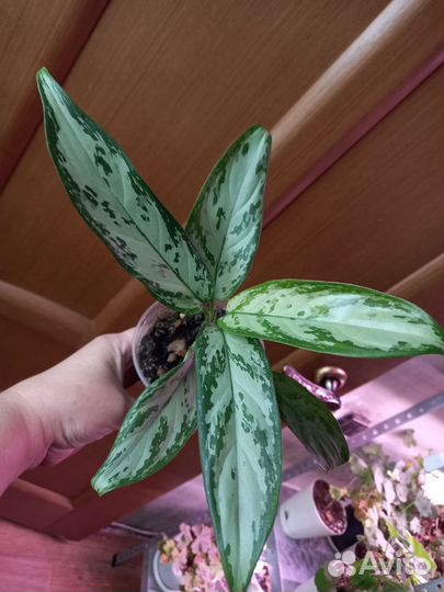 Комнатные растения набор#2