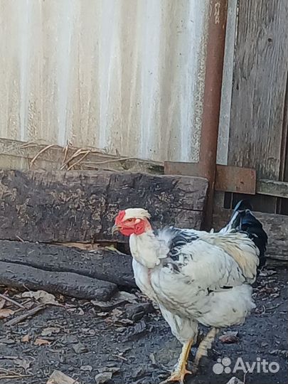 Молодые петушки