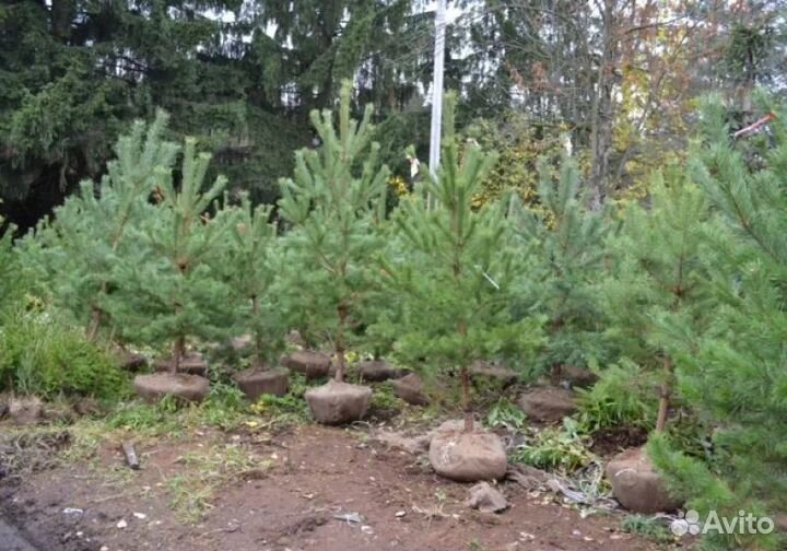 Сосна, голубые ели