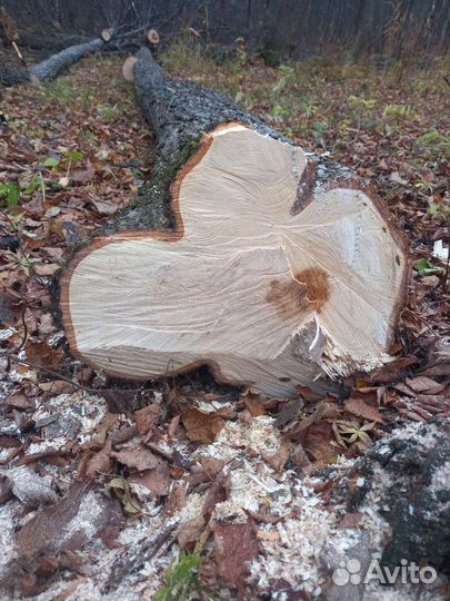 Липа. Берёза,дуб, осина кругляк