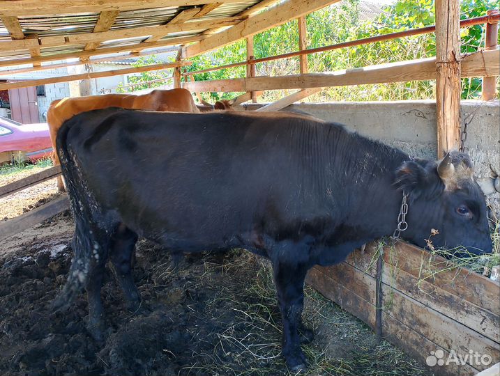 Два бычка одна телка