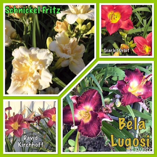 Гейхеры, Лилейники, Ирисы