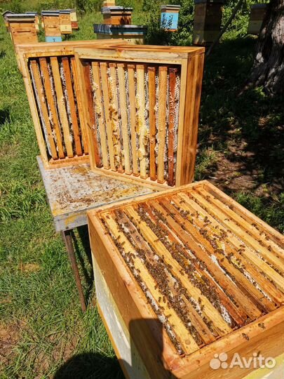 Мед дягильный