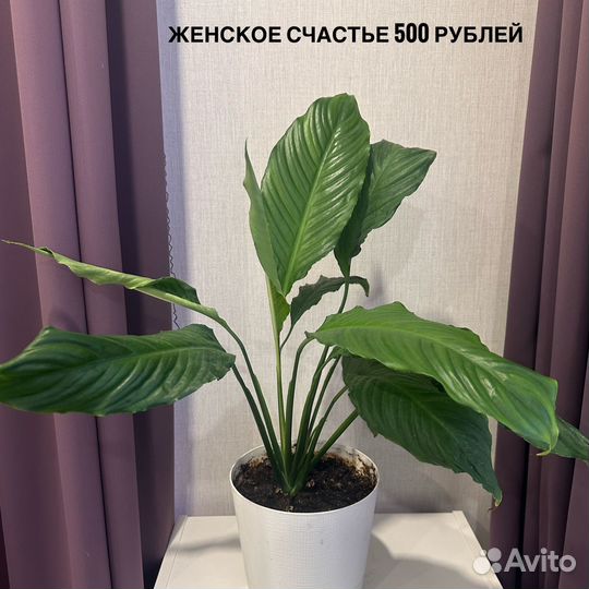 Спатифиллум