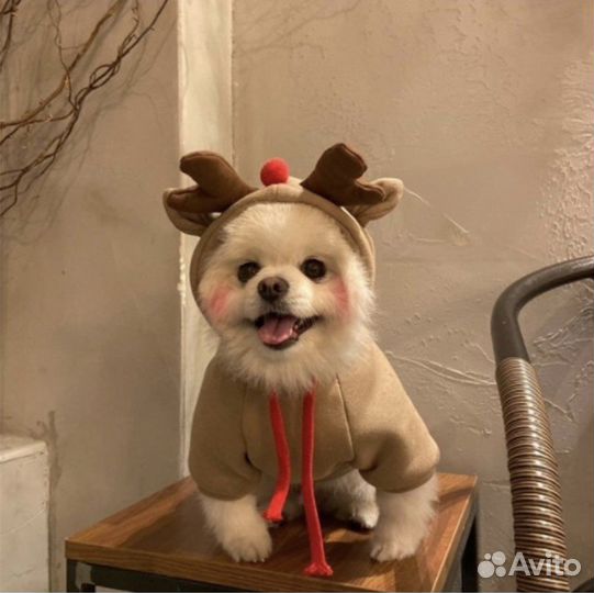 Одежда для собак