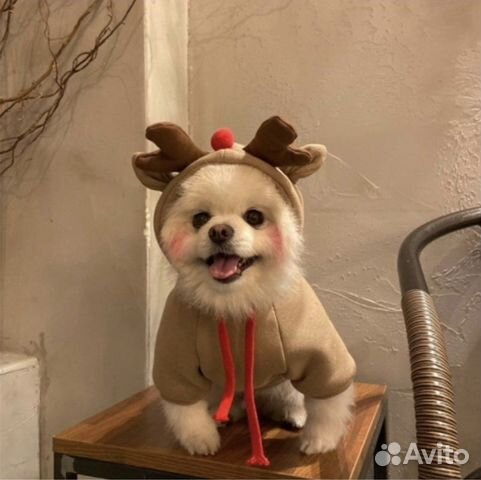 Одежда для собак